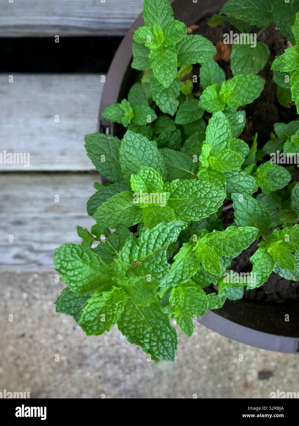 Foglie di menta fresca in un contenitore incapsulato Foto Stock