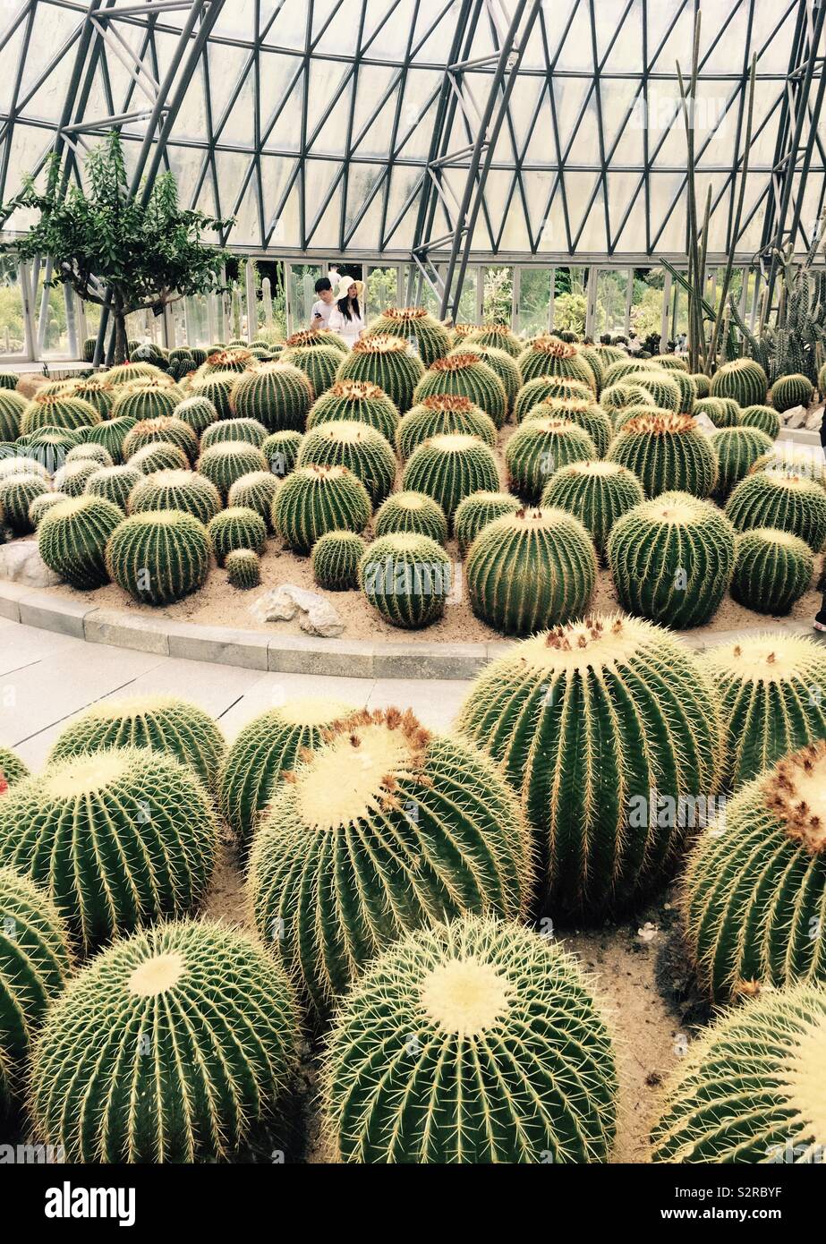 Un giardino pieno di cactus con forma rotonda. Cina Foto Stock