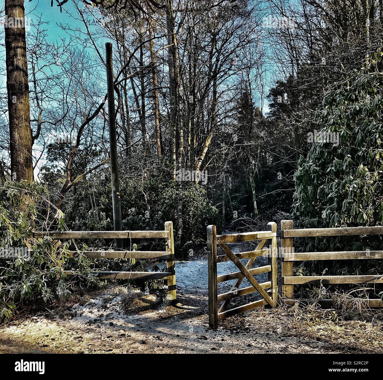 Inverno scape con aprire il cancello in legno di alberi al di là. Foto Stock