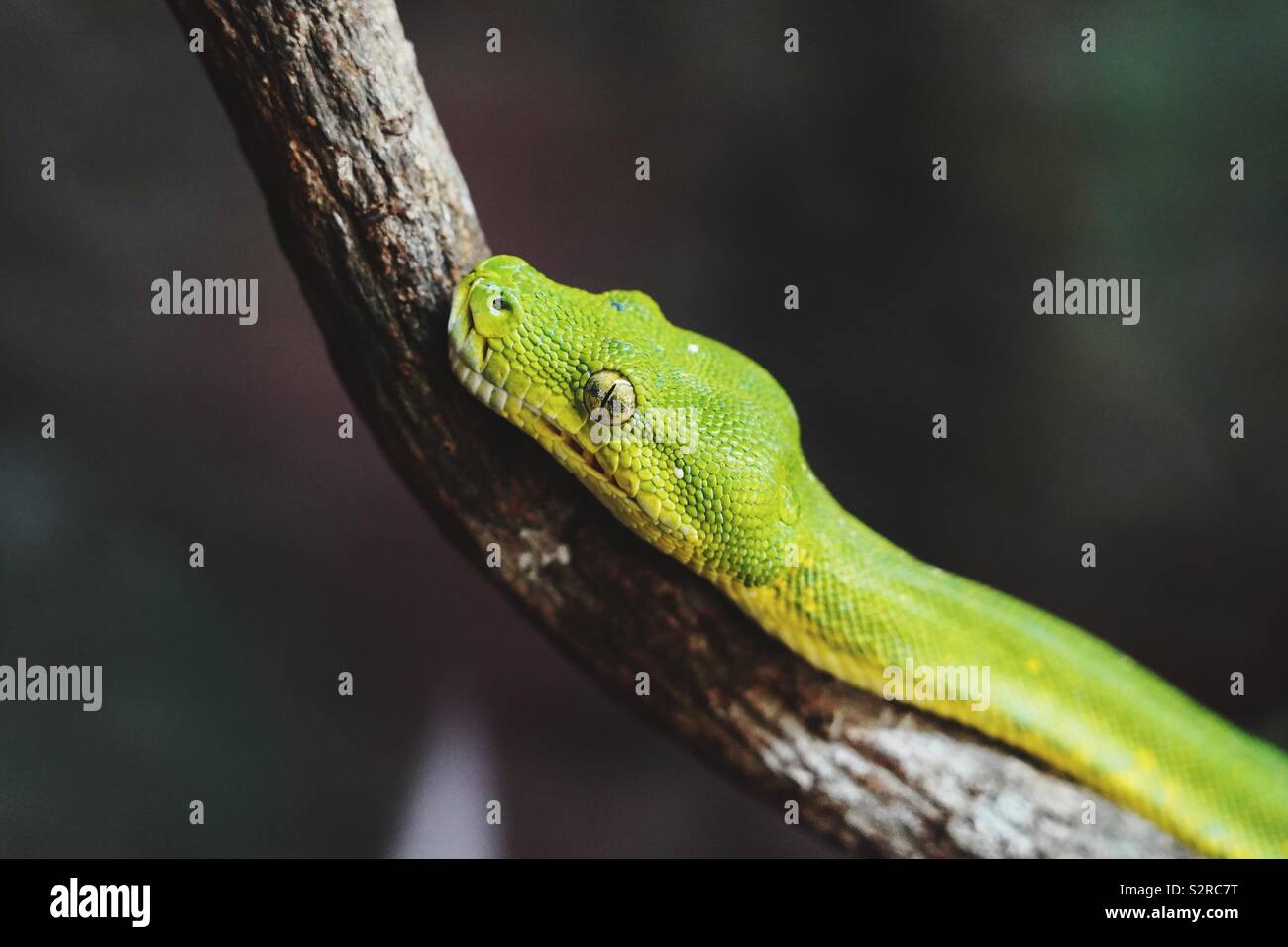 Dettaglio foto, testa di green tree python su un ramo. Foto Stock