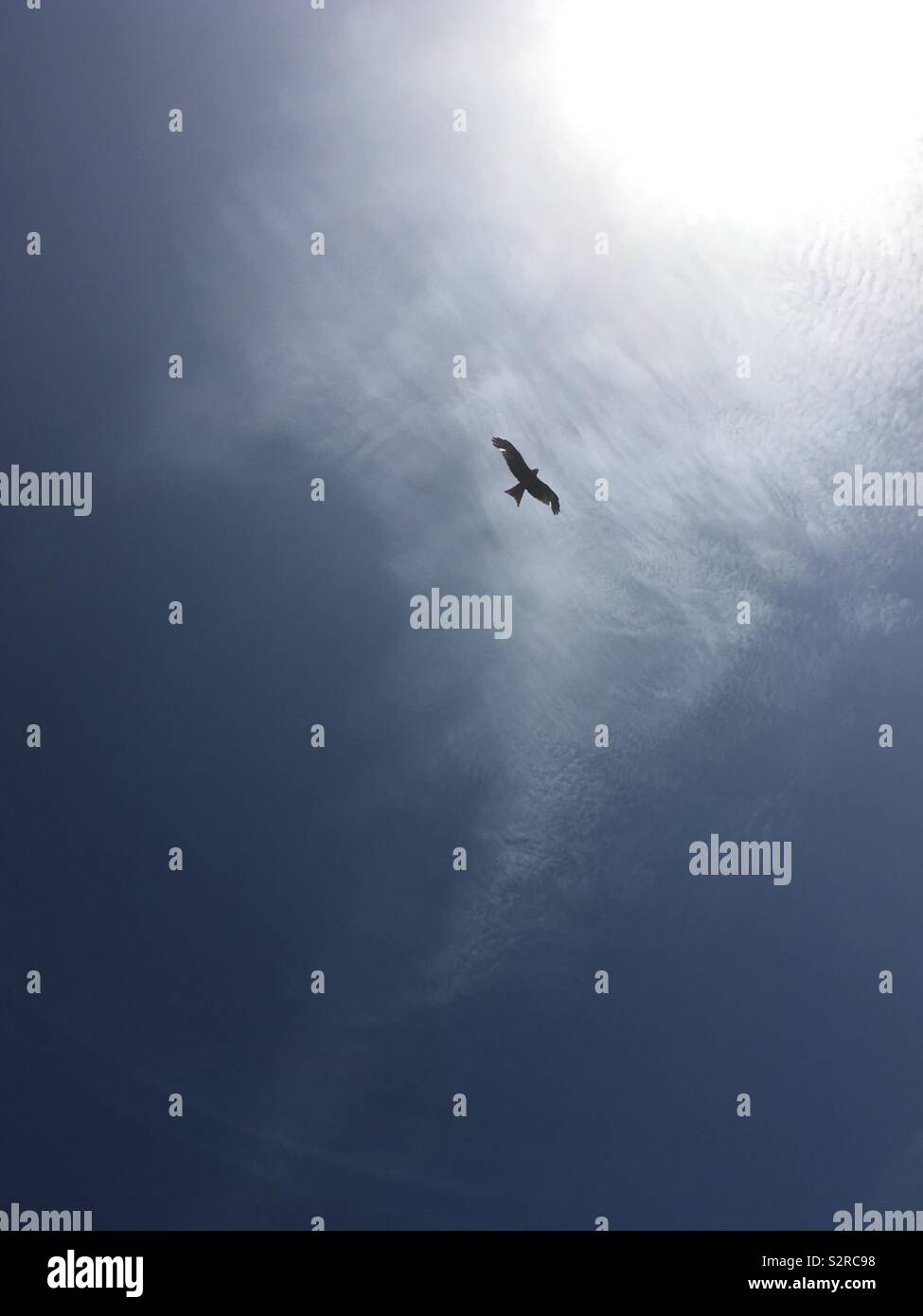 Uccello vola alto Foto Stock