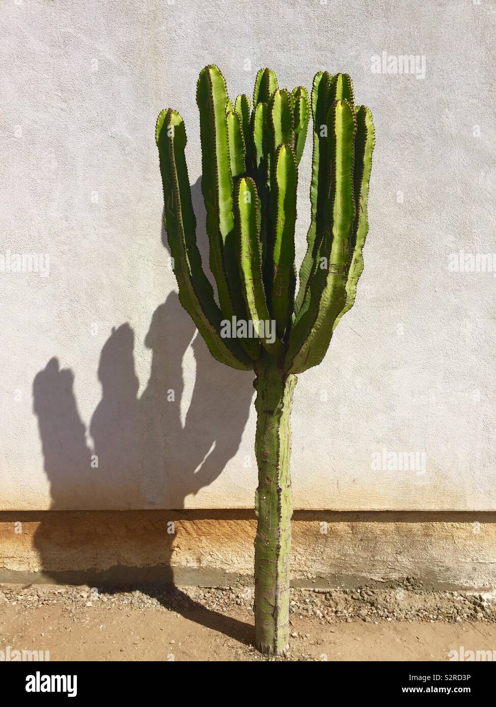 Lone cactus & ombra in un caldo giorno d'estate. Foto Stock