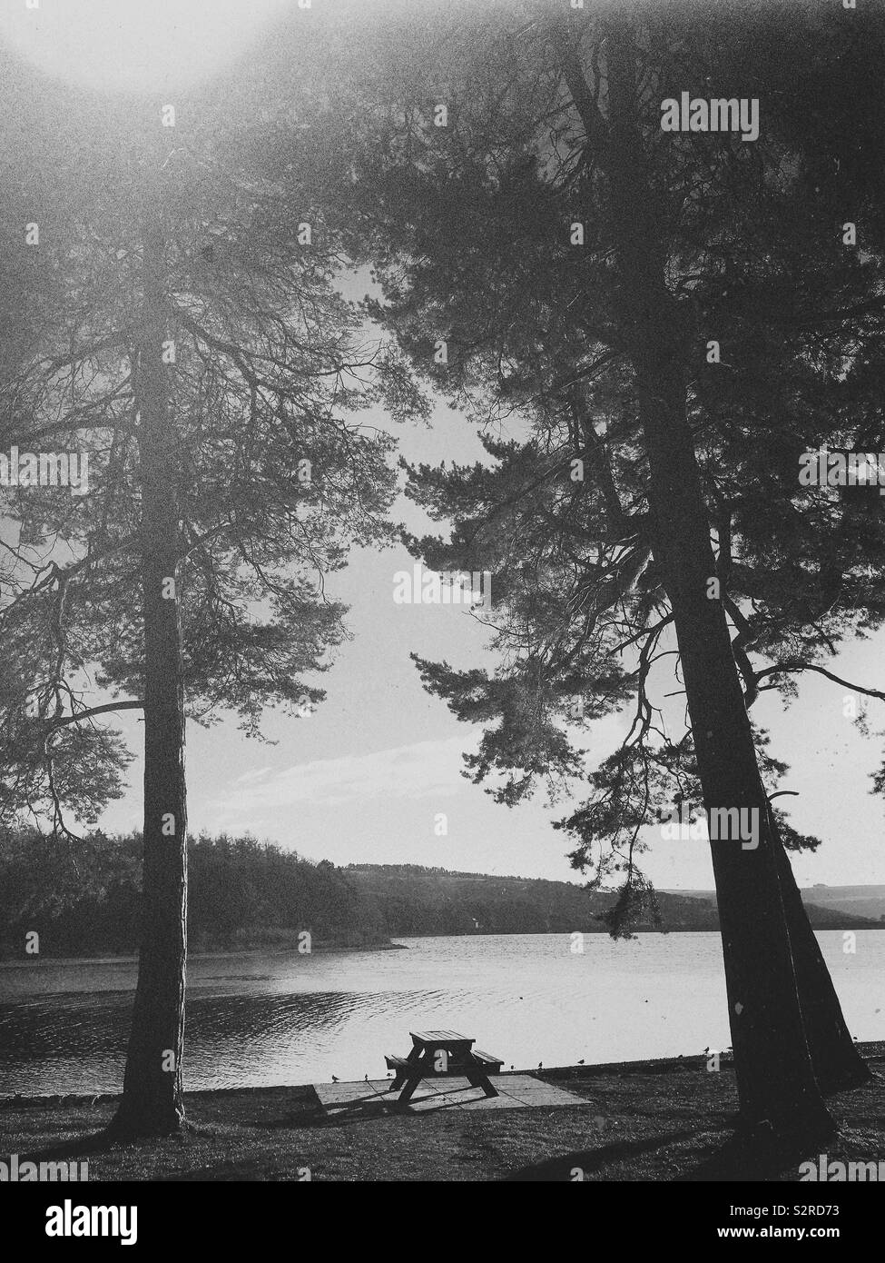 Singolo tavolo picnic tra gli alberi Foto Stock