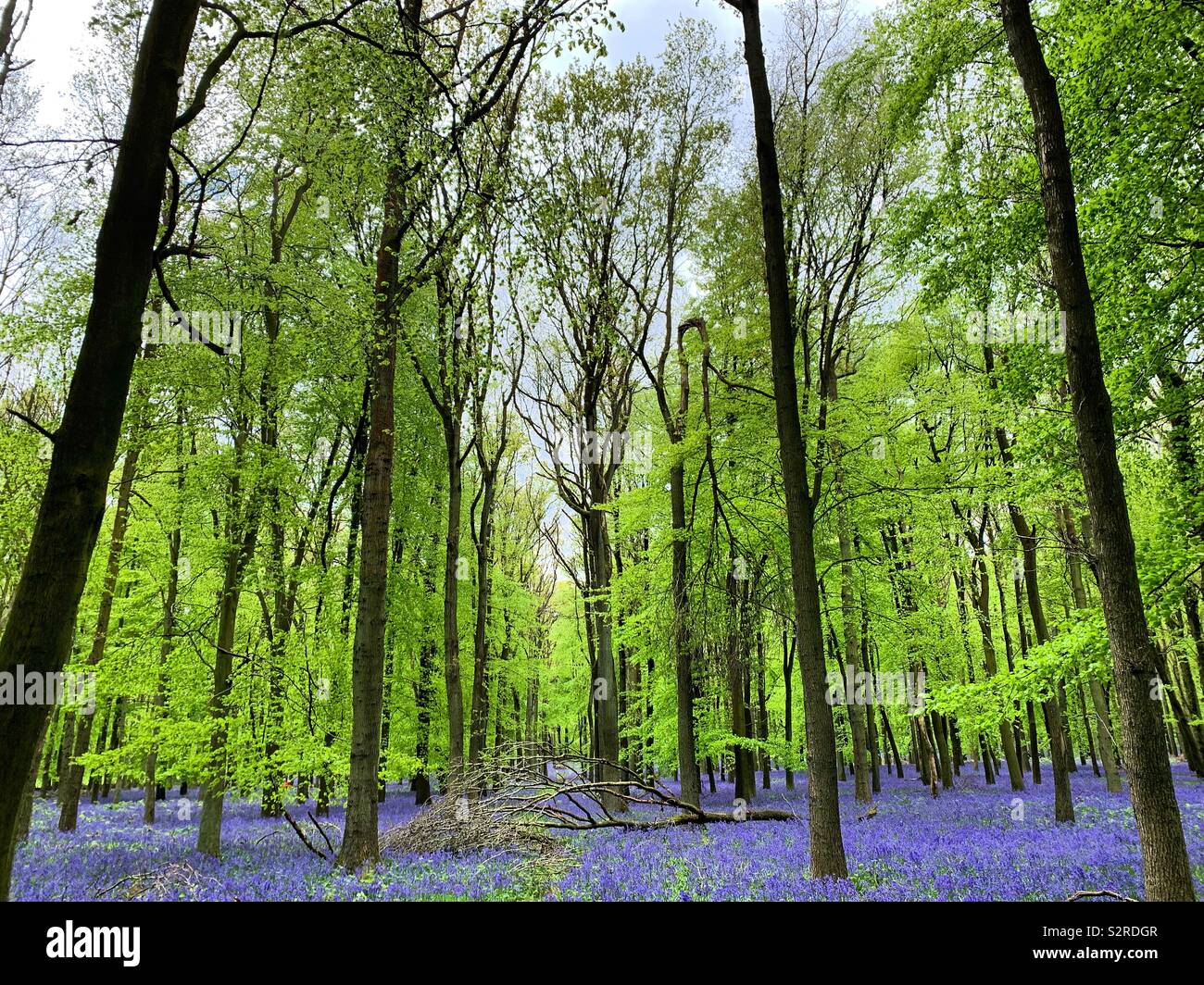 Una coperta di bluebells Foto Stock