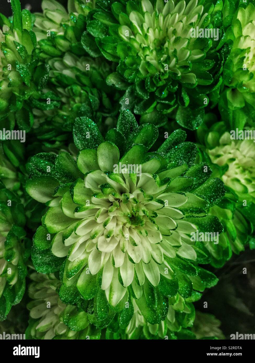 Fresco verde crisantemi in piena fioritura e spruzzato con glitter. Foto Stock