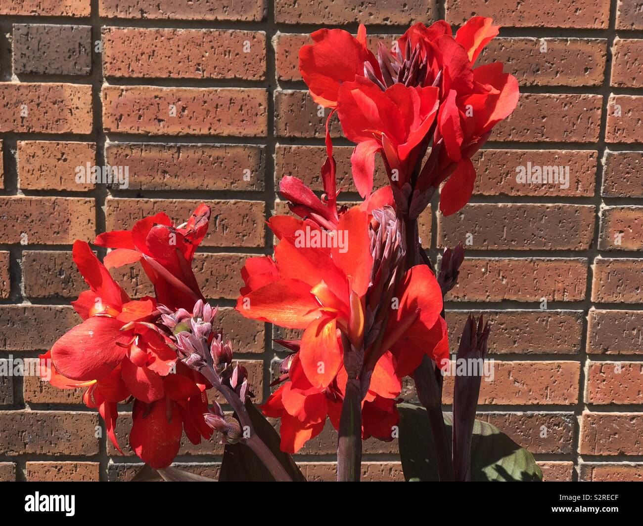 Red canna giglio rosso e un muro di mattoni Foto Stock