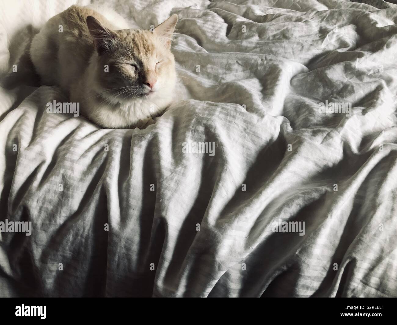 Fluffy flamepoint gatto siamese gatto dorme Foto Stock