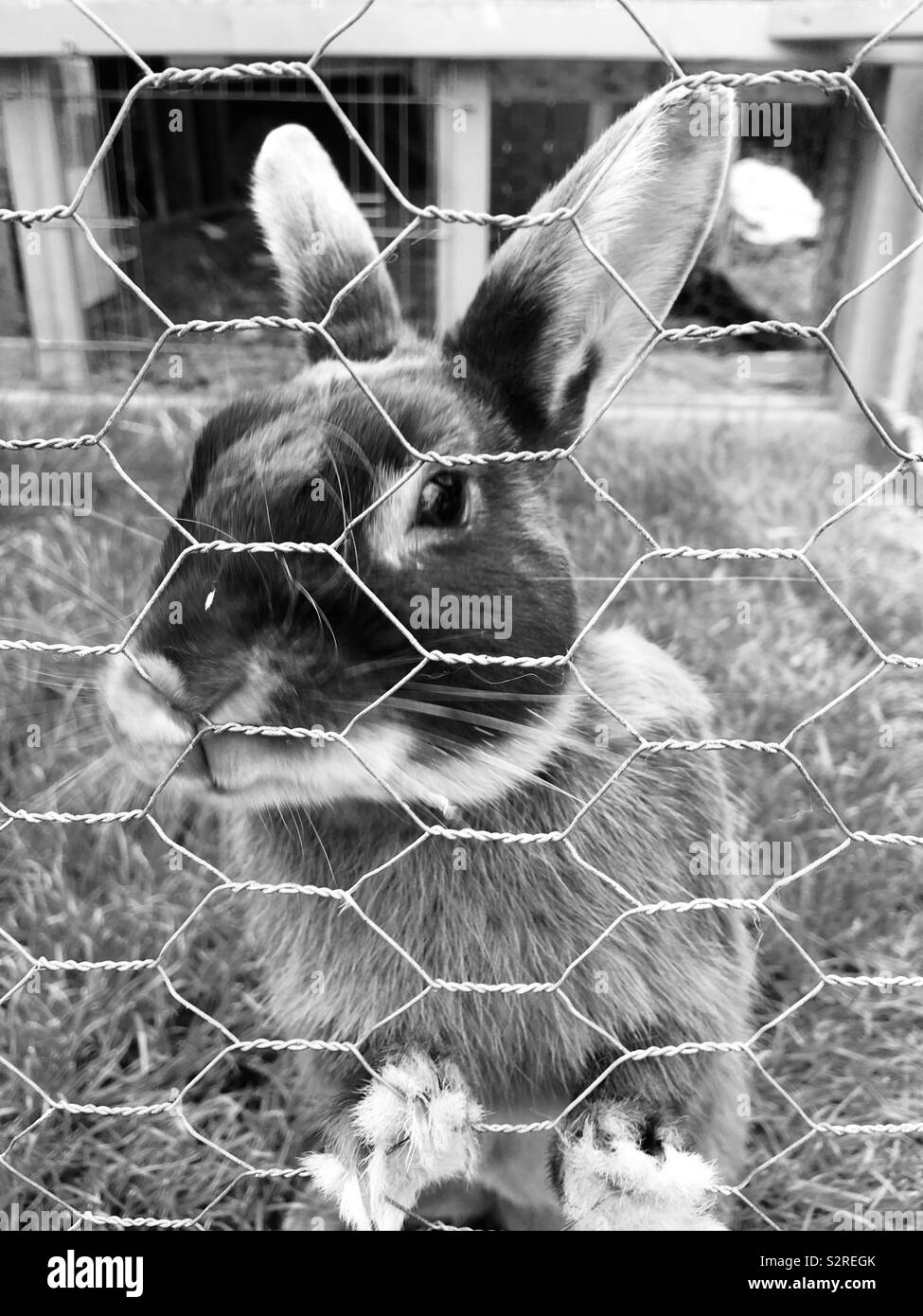 Bianco & Nero foto di un coniglio Rex essendo friendly Foto Stock
