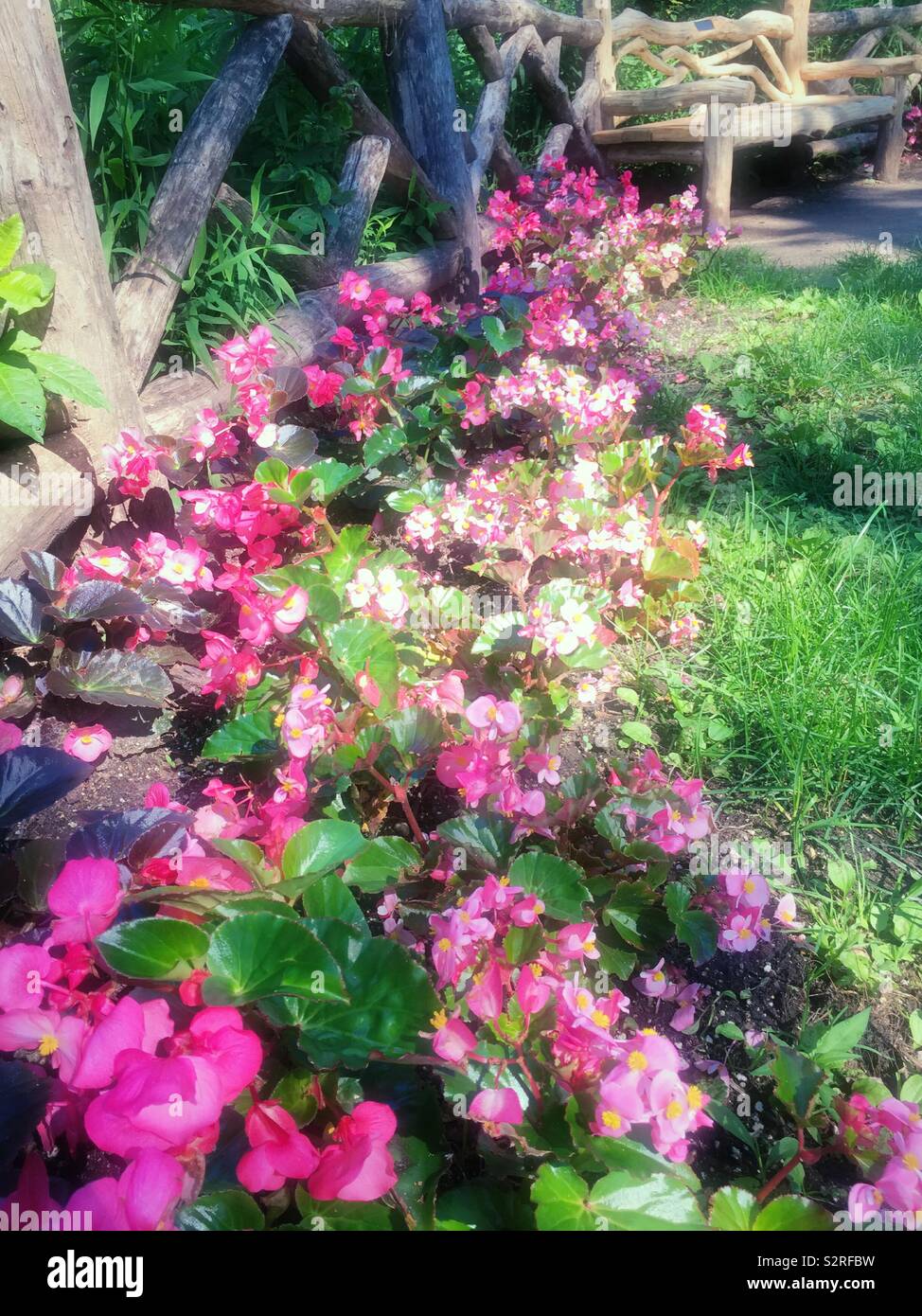 Naturale banco in legno e una recinzione in Shakespeare Garden dispone di rosa begonie, al central Park di New York City, Stati Uniti d'America Foto Stock