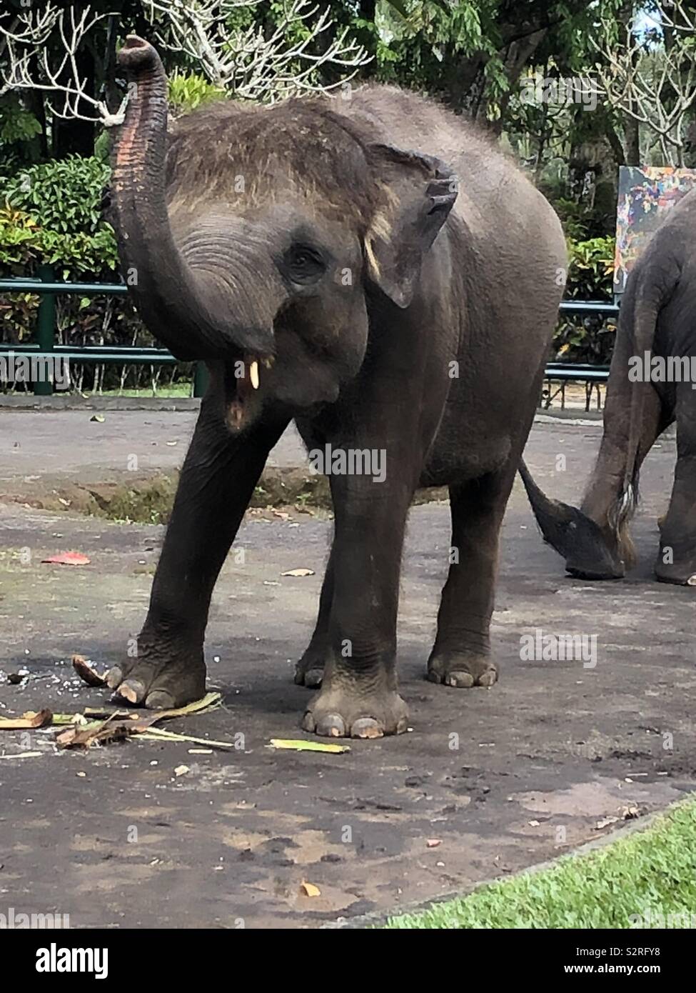 Mason elephant park e lodge Foto Stock