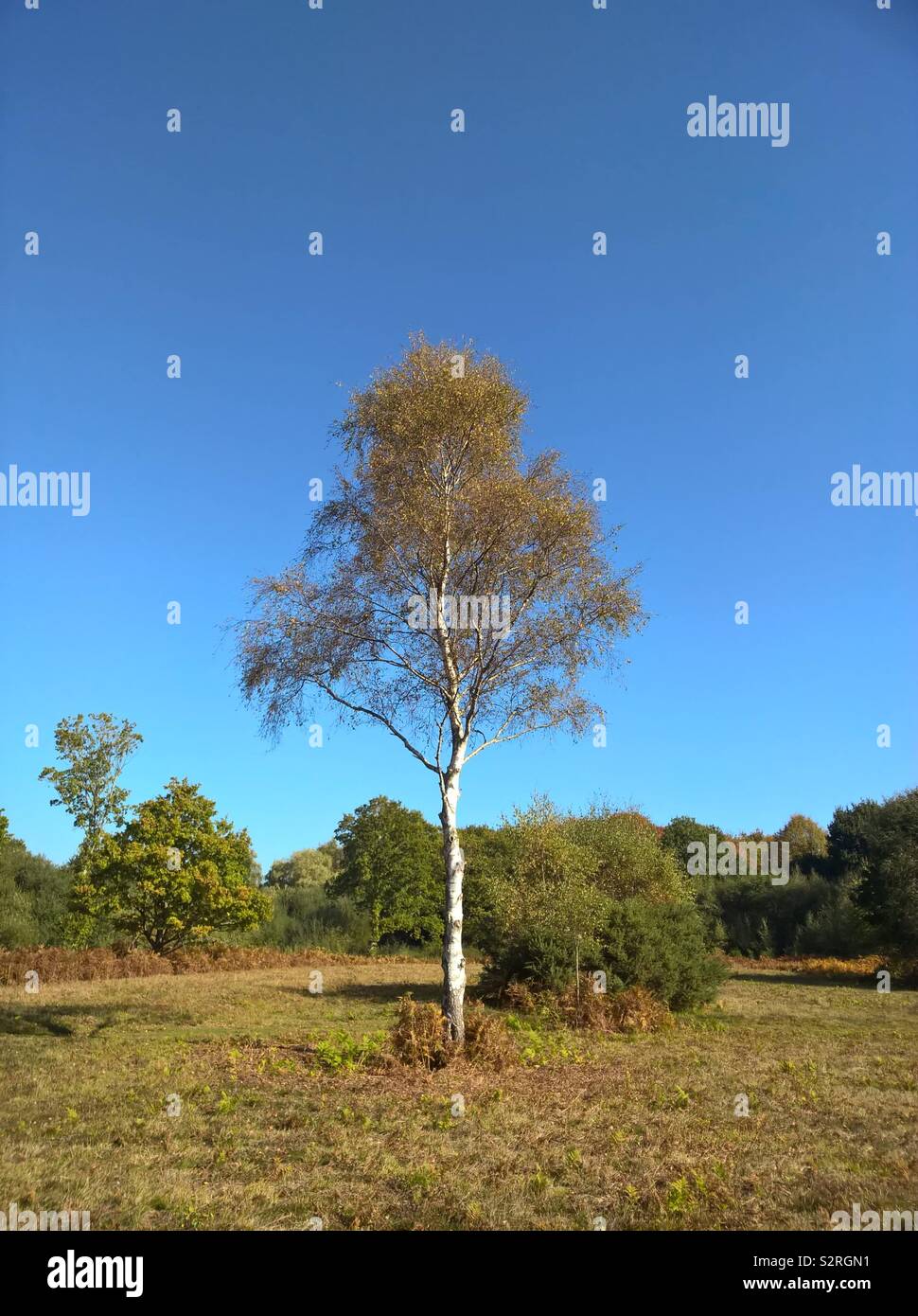 Un unico albero di betulla sulla terra comune in Sussex UK in un sole giorno d'autunno con un cielo blu chiaro. - Immagine stock catturata con smartphone