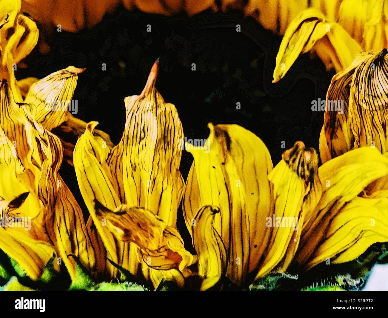 Close up di grandi avvizzimento girasole Foto Stock