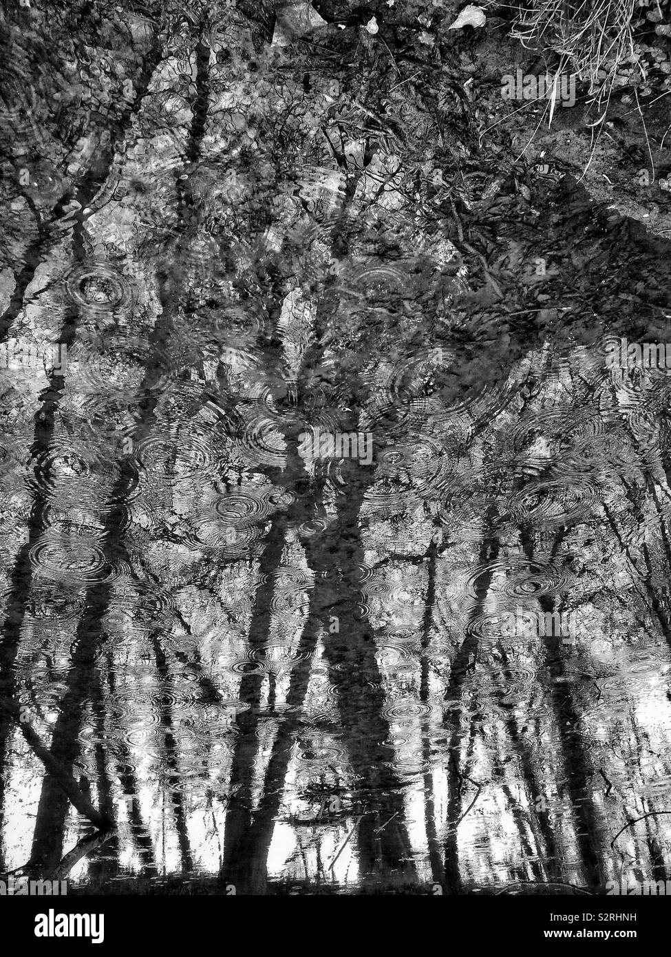 Gocce di pioggia su acqua con alberi di riflesso Foto Stock