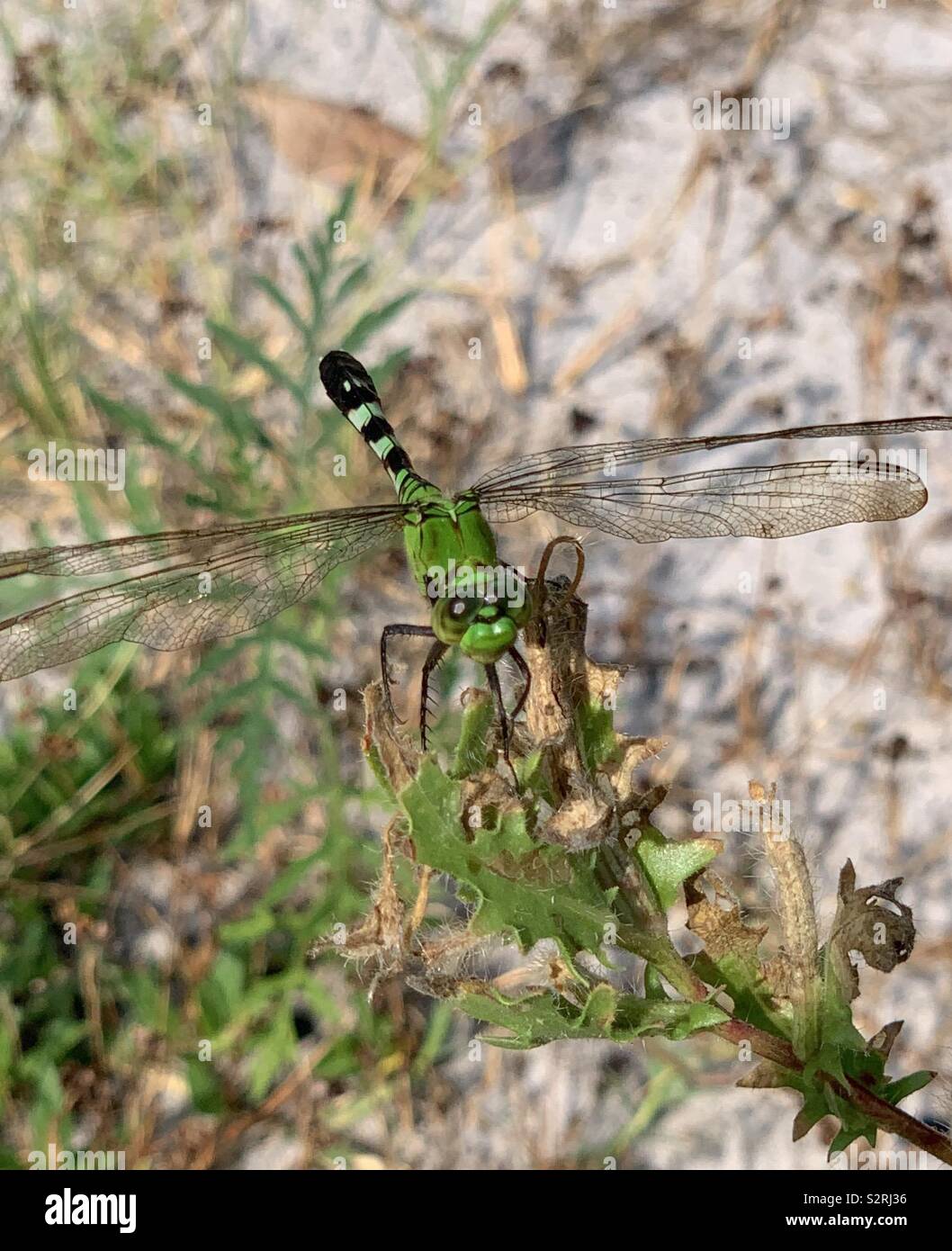 Primo piano della libellula verde nella foresta con grandi occhi Foto Stock