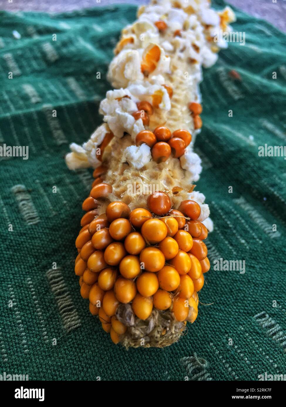 Fresh schioccato sulla pannocchia di mais come un sano e delizioso spuntino. Foto Stock