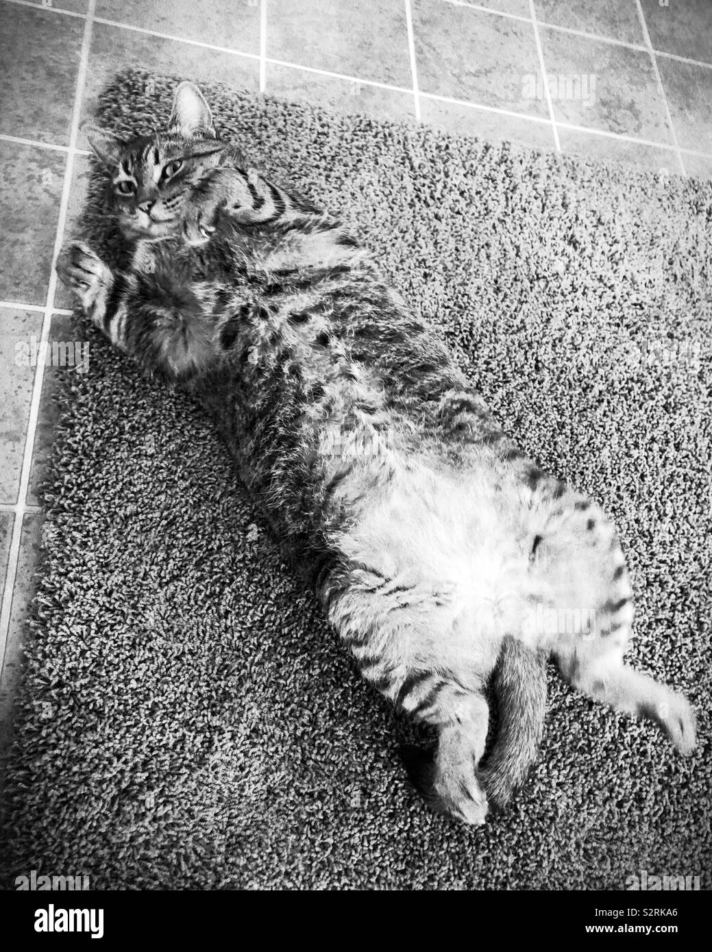 Un grasso tabby Gatto sdraiato sulla schiena. Foto Stock