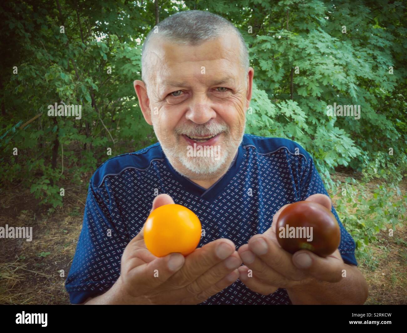 Outdoor ritratto di senior prendendo due tipi diversi di pomodoro - giallo e rosso scuro uno Foto Stock