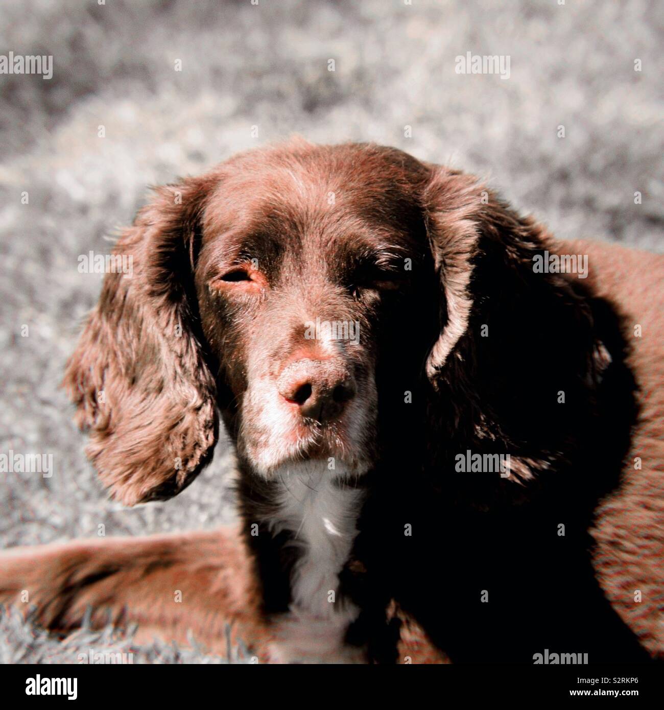 Cane che daydreaming Foto Stock