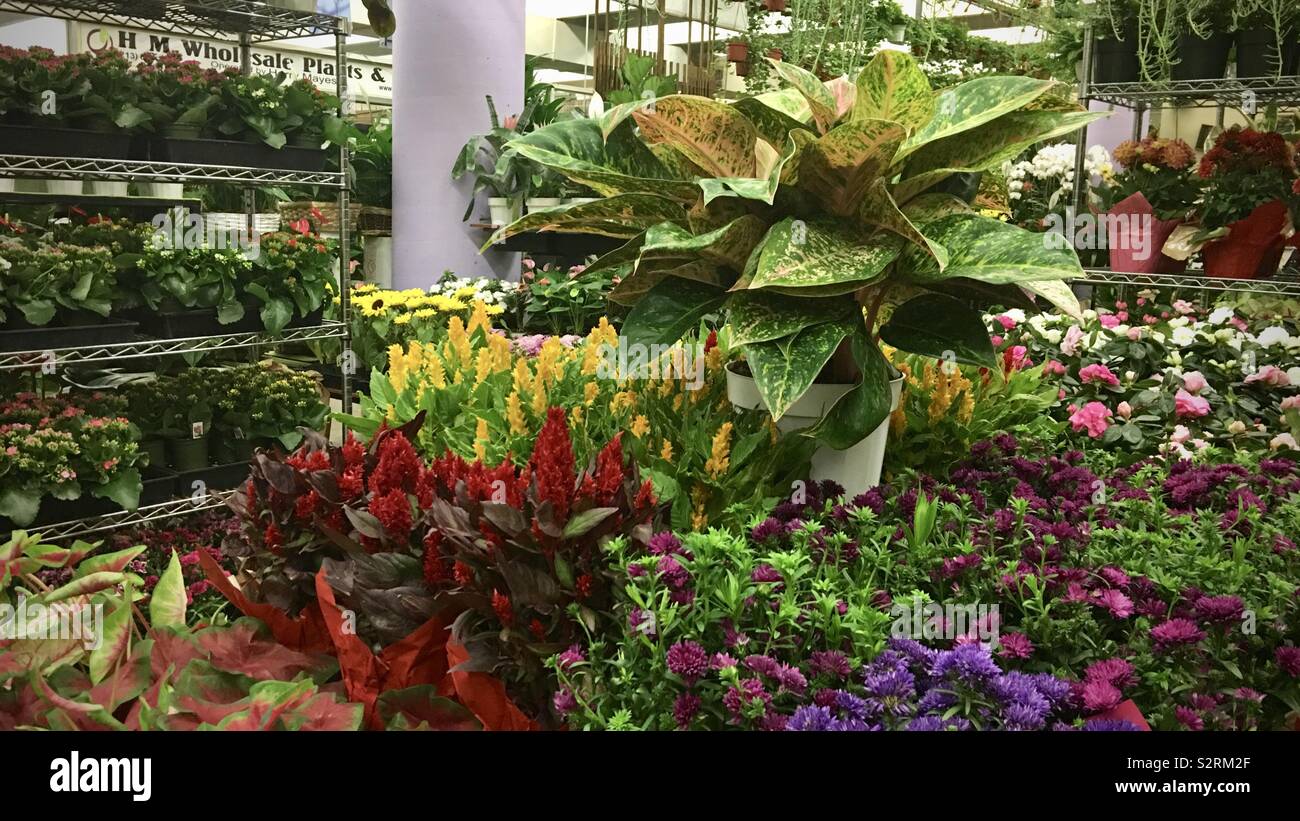 LOS ANGELES, CA, GIU 2019: vari motivi floreali e vegetali modalità sul display al mercato nel distretto di fiori, Downtown - Immagine stock catturata con smartphone