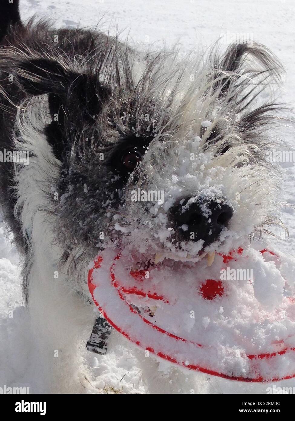 Cane della neve Foto Stock