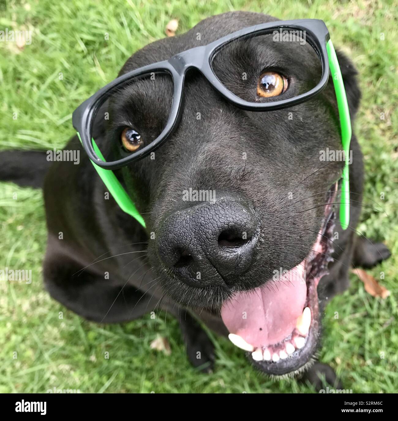 Un cane con gli occhiali senza lenti. - Immagine stock catturata con smartphone