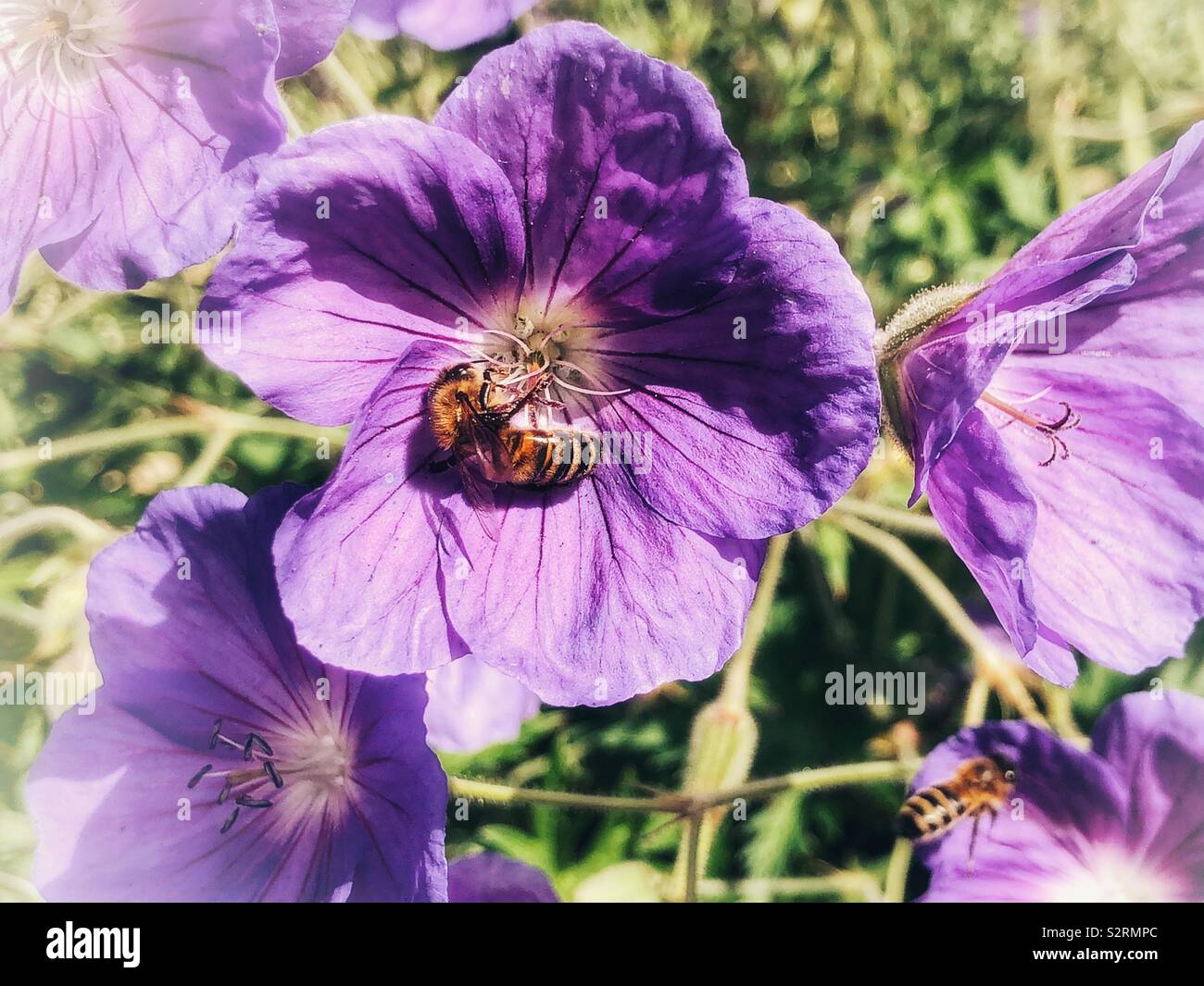 Fiori viola in fiore - Immagine stock catturata con smartphone