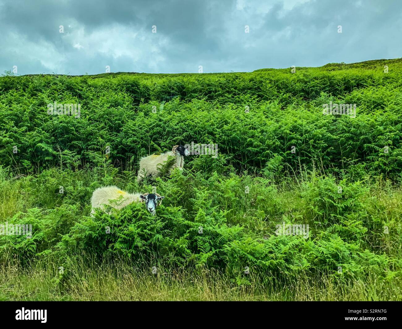 Capre e pecore in erba alta Foto Stock