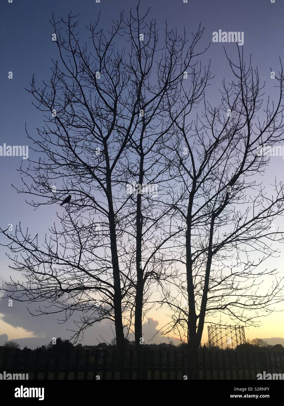 Silhouette di un uccello seduto in alti alberi al tramonto con un gasdworks disusato detentore di gas sullo sfondo, Victoria campi da gioco, New Barnett, Hertfordshire Foto Stock