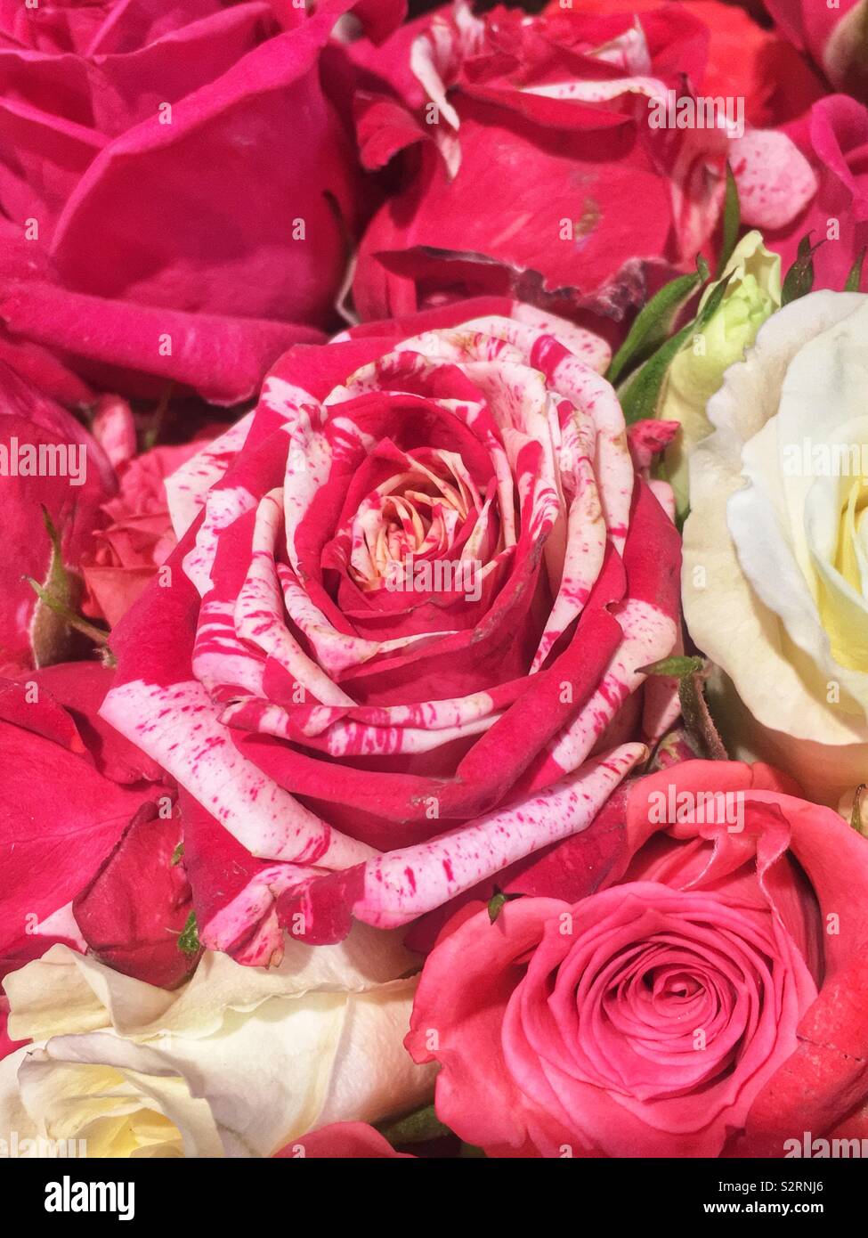 Bouquet di rose fresche in piena fioritura di rara di colore rosso e bianco  screziato rosa nel centro Foto stock - Alamy