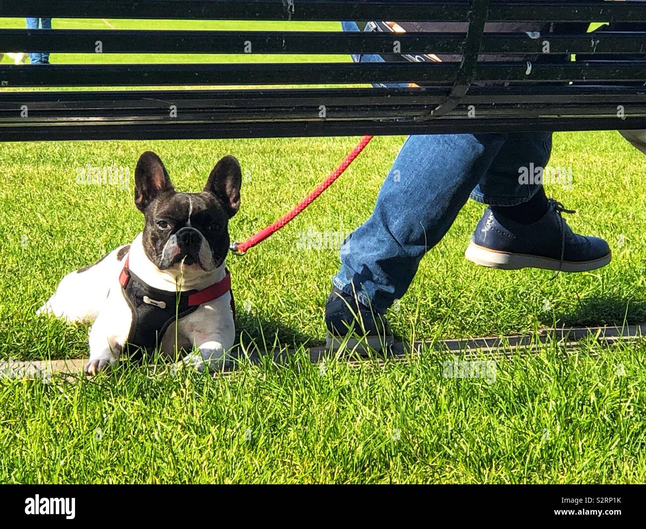 Cane godendo il sole sotto una panchina nel parco Foto Stock