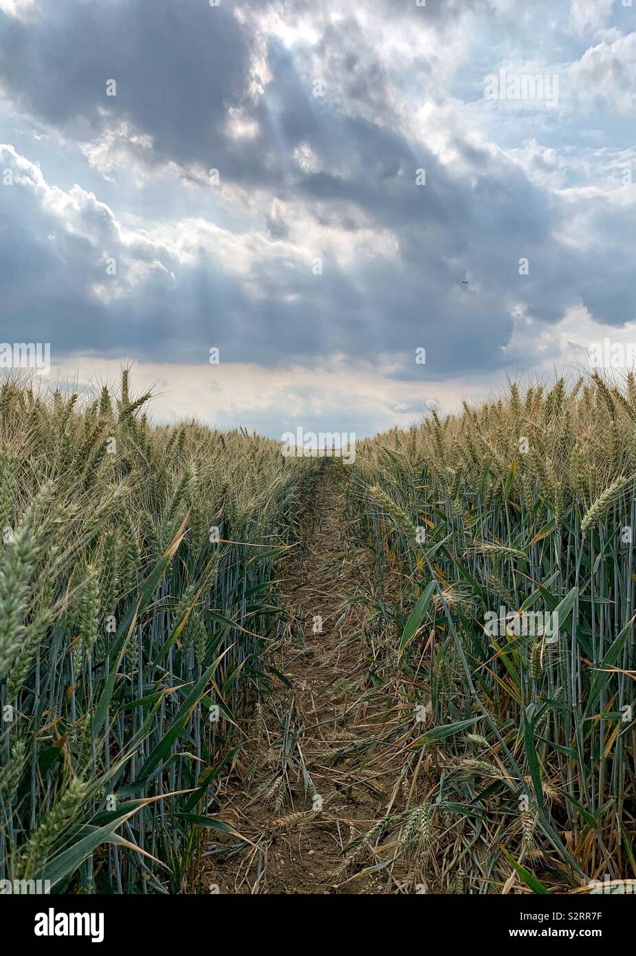 Una vista giù per un sentiero attraverso un campo di semi di orzo mature. Cielo atmosferica con nuvole grigie e raggi solari Foto Stock