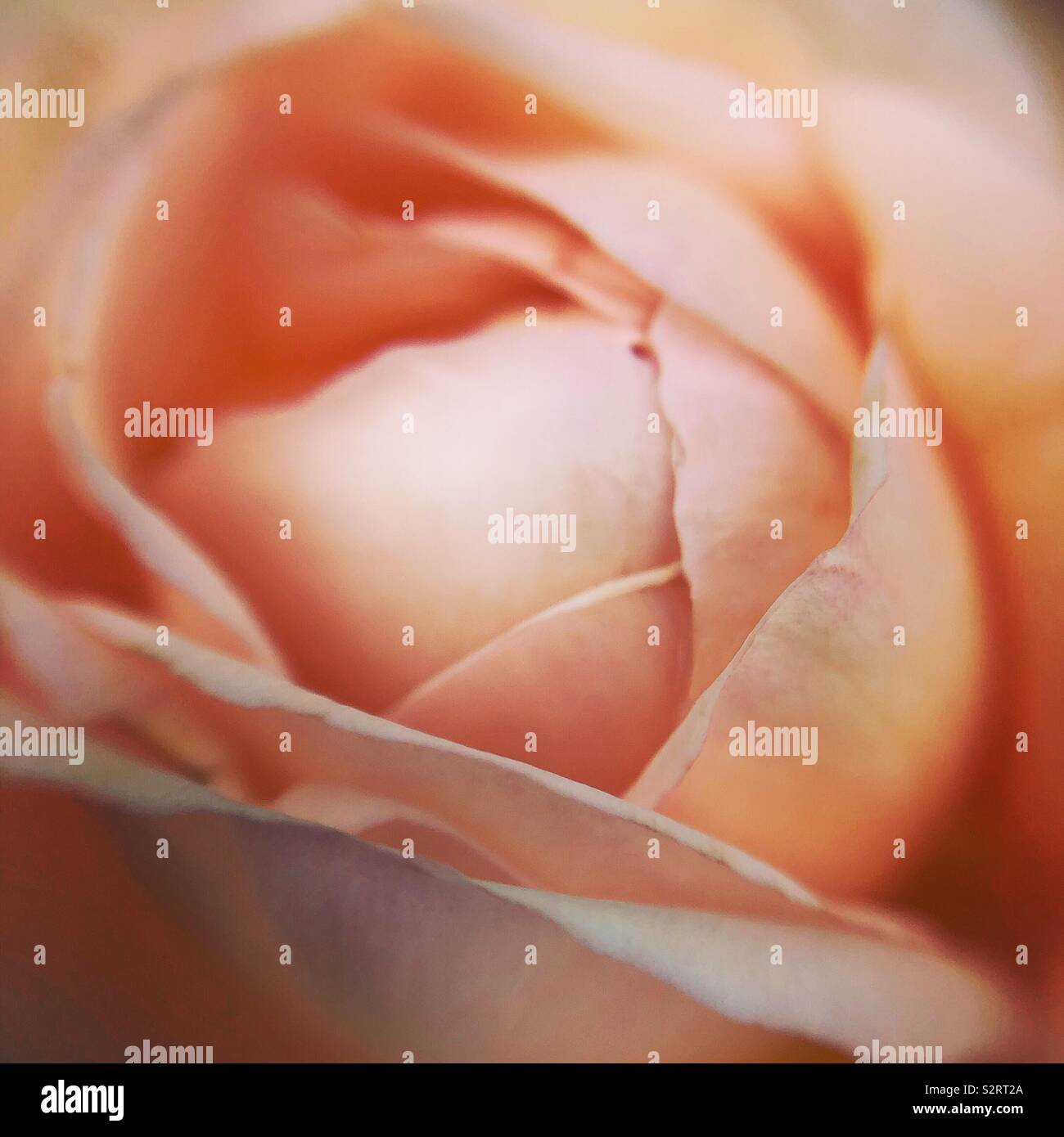 Rosa pesca Foto Stock