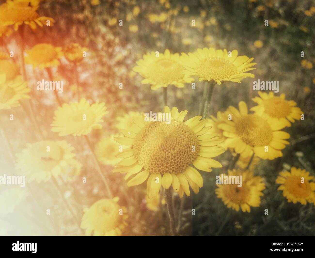 La luce del sole sul mais Le calendule Foto Stock