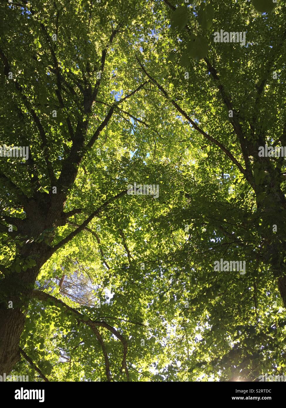 Tiglio (Tilia cordata) fioritura. Foto Stock