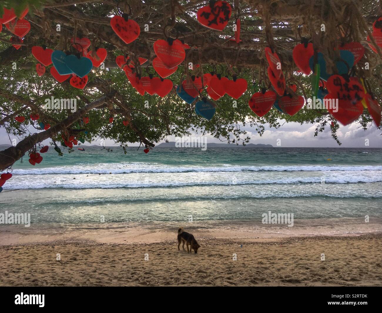 Cane sulla spiaggia tropicale con amore tree Foto Stock