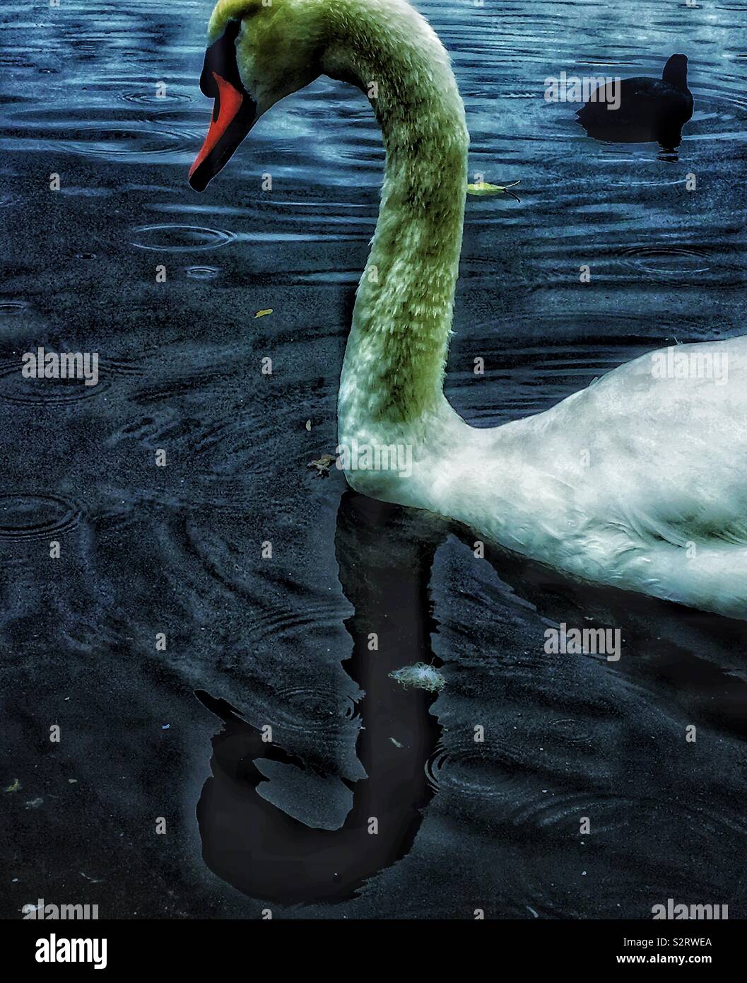Swan in un stagno di West Bromwich Foto Stock