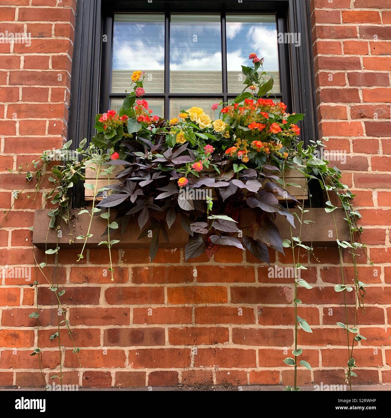 Cassetta per fiori su un edificio di mattoni, sky riflessa nella finestra - Immagine stock catturata con smartphone