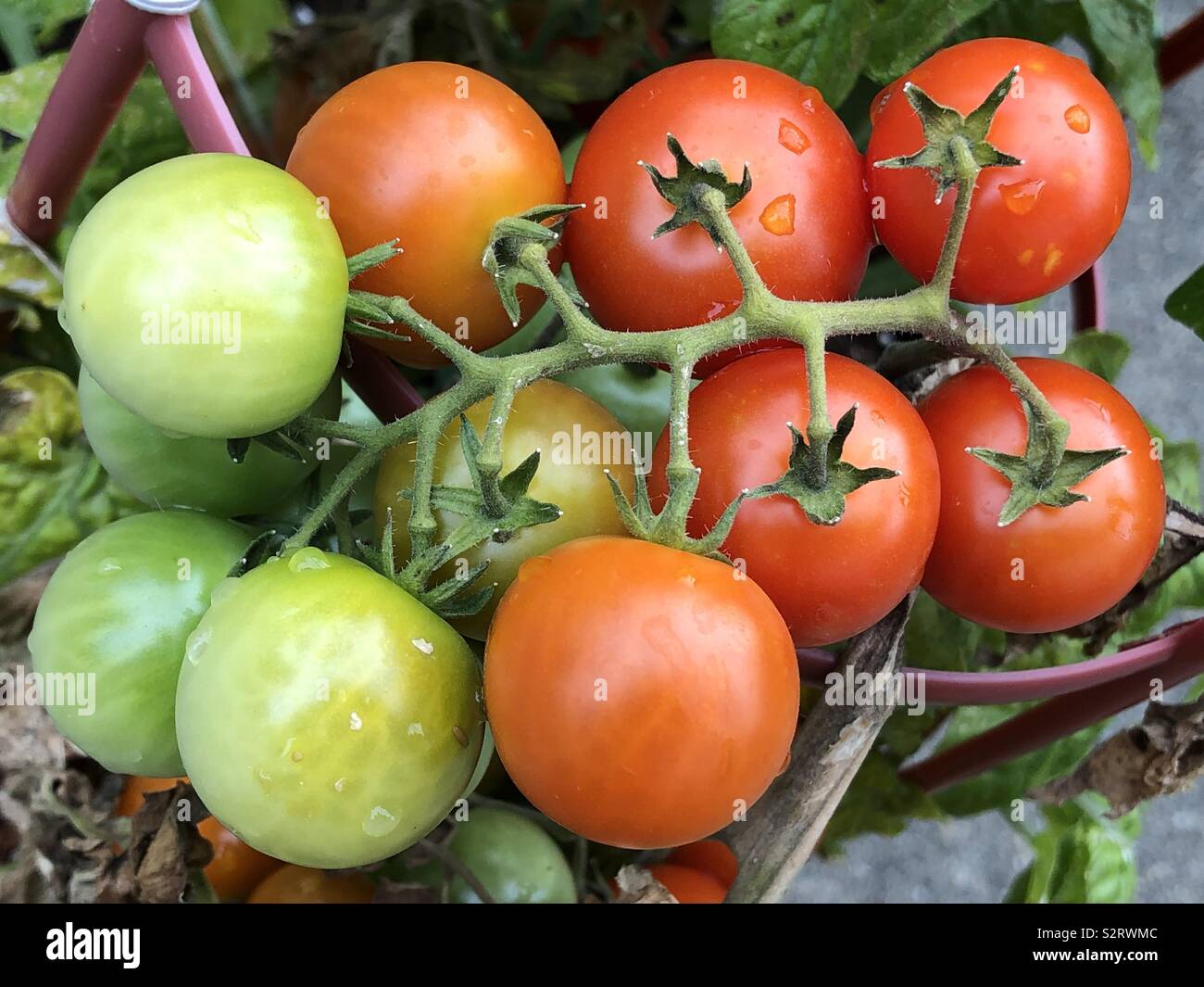 Verde, arancione e rosso pomodoro ciliegino la maturazione sulla pianta Foto Stock