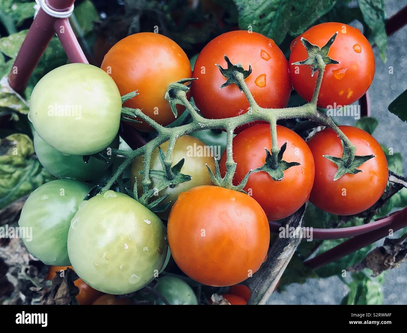 Verde, arancione e rosso pomodoro ciliegino la maturazione sulla pianta Foto Stock