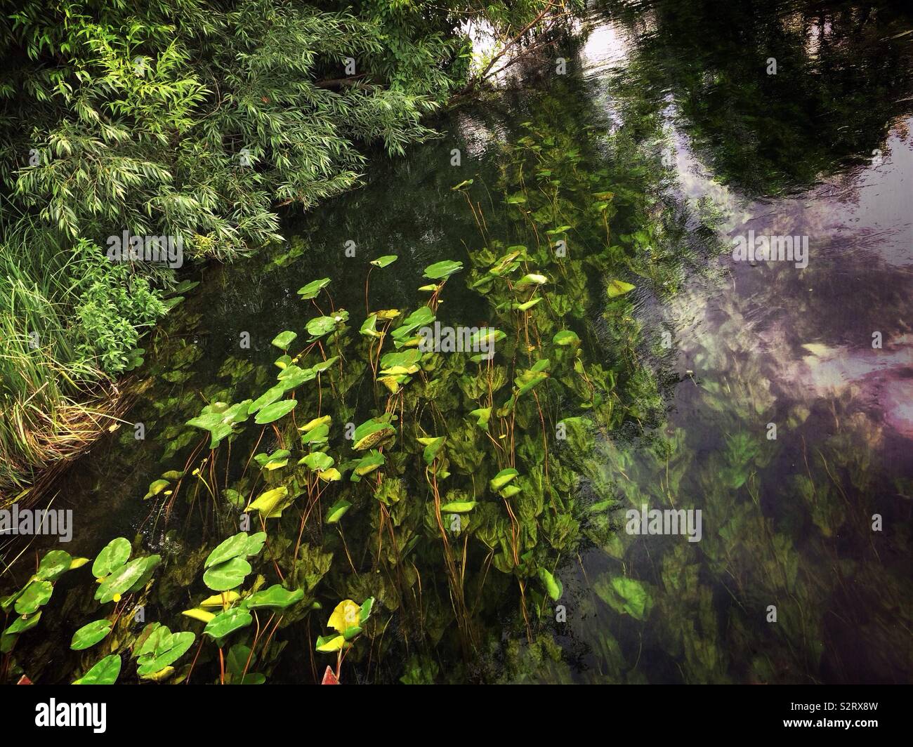 Impianti di acqua visto attraverso cristalline acque del fiume e orlata da un salice piangente albero Foto Stock