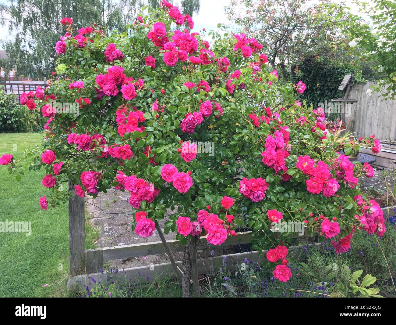 Cespuglio di rose rosa Foto Stock