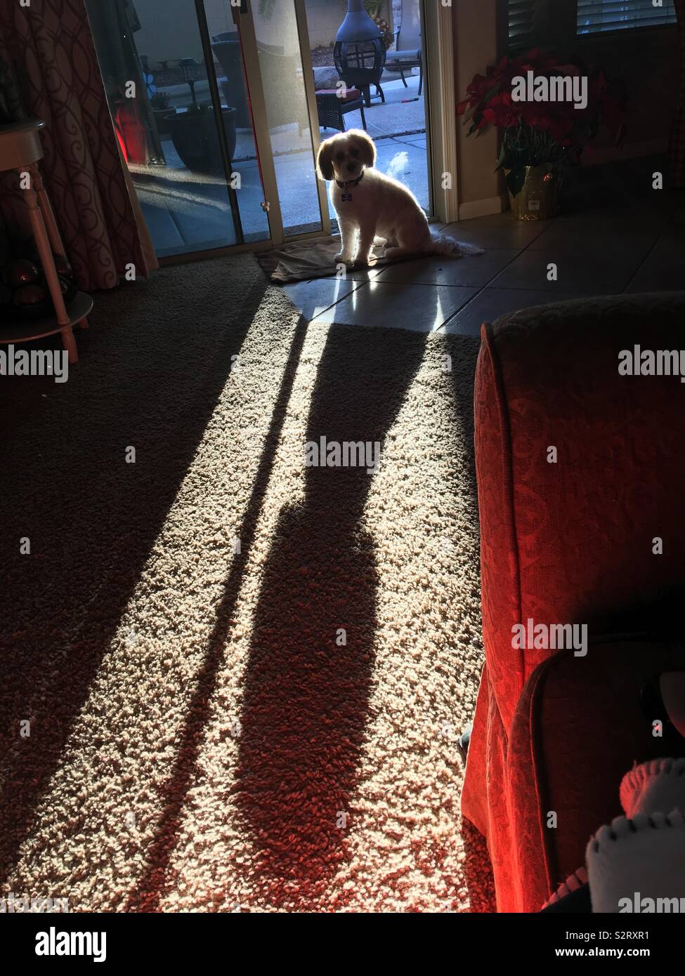 Un cane shadow viene colata attraverso il pavimento a fine giornata. Foto Stock