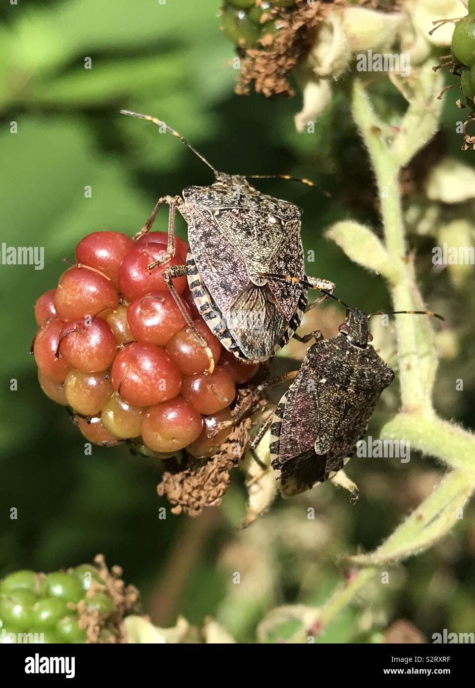 Il fetore bug su un lampone Foto Stock