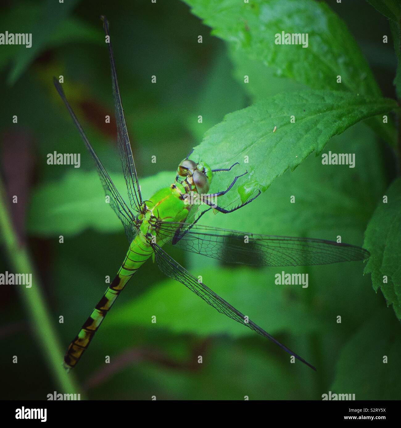 Femmina pondhawk orientale, Wayne County, Pennsylvania Foto Stock