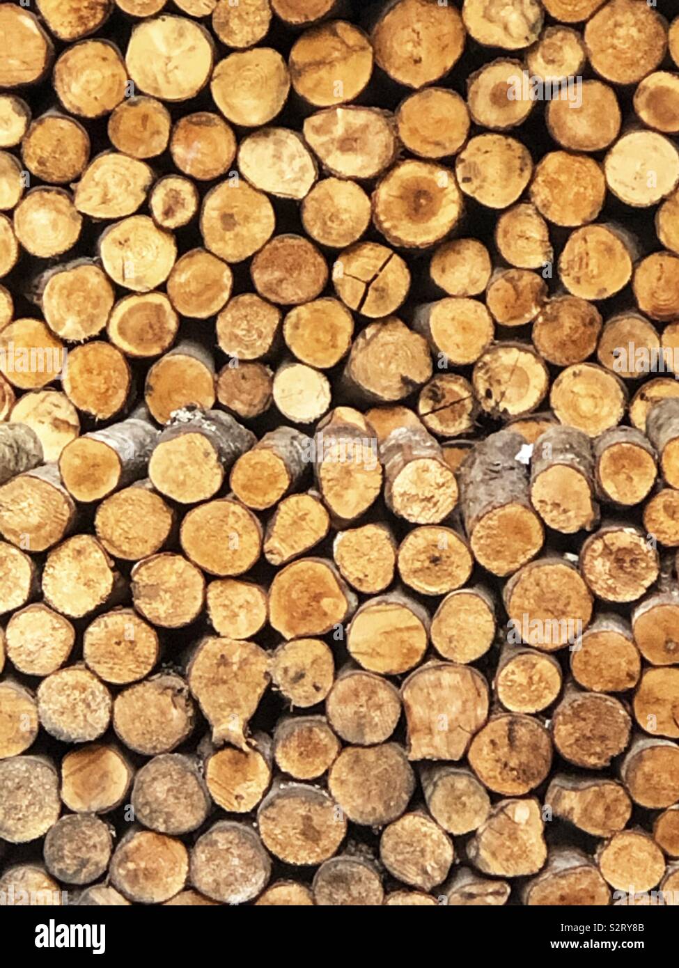 Pila di log tagliati - Immagine stock catturata con smartphone