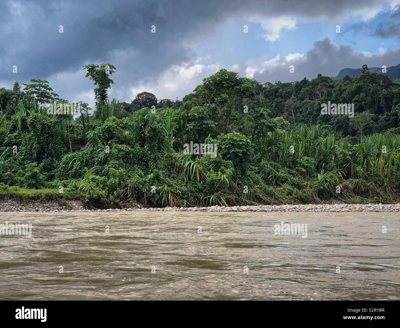 La fitta vegetazione della foresta pluviale amazzonica dal fiume di Madre de Dios nel Parco Nazionale del Manu, Perù Perú Manú - Immagine stock catturata con smartphone