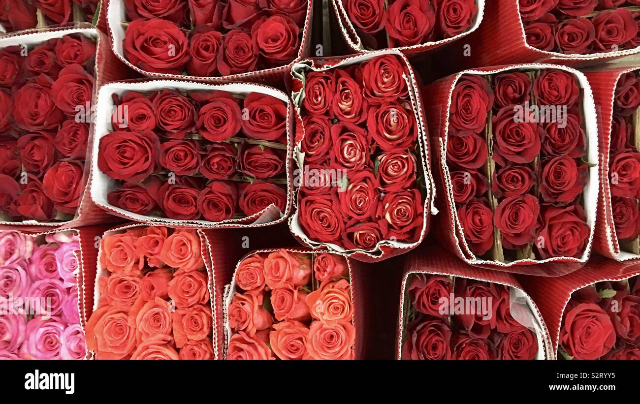 I grappoli di una dozzina di rose rosse, riuniti presso i fioristi e visto dal di sopra Foto Stock