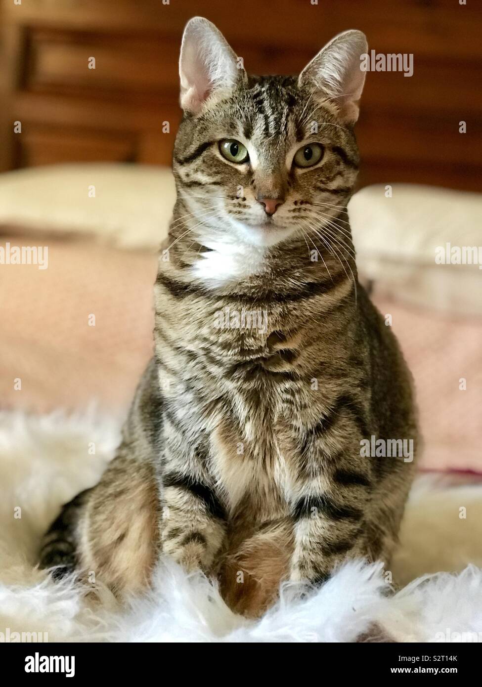Contenti Cat Foto Stock