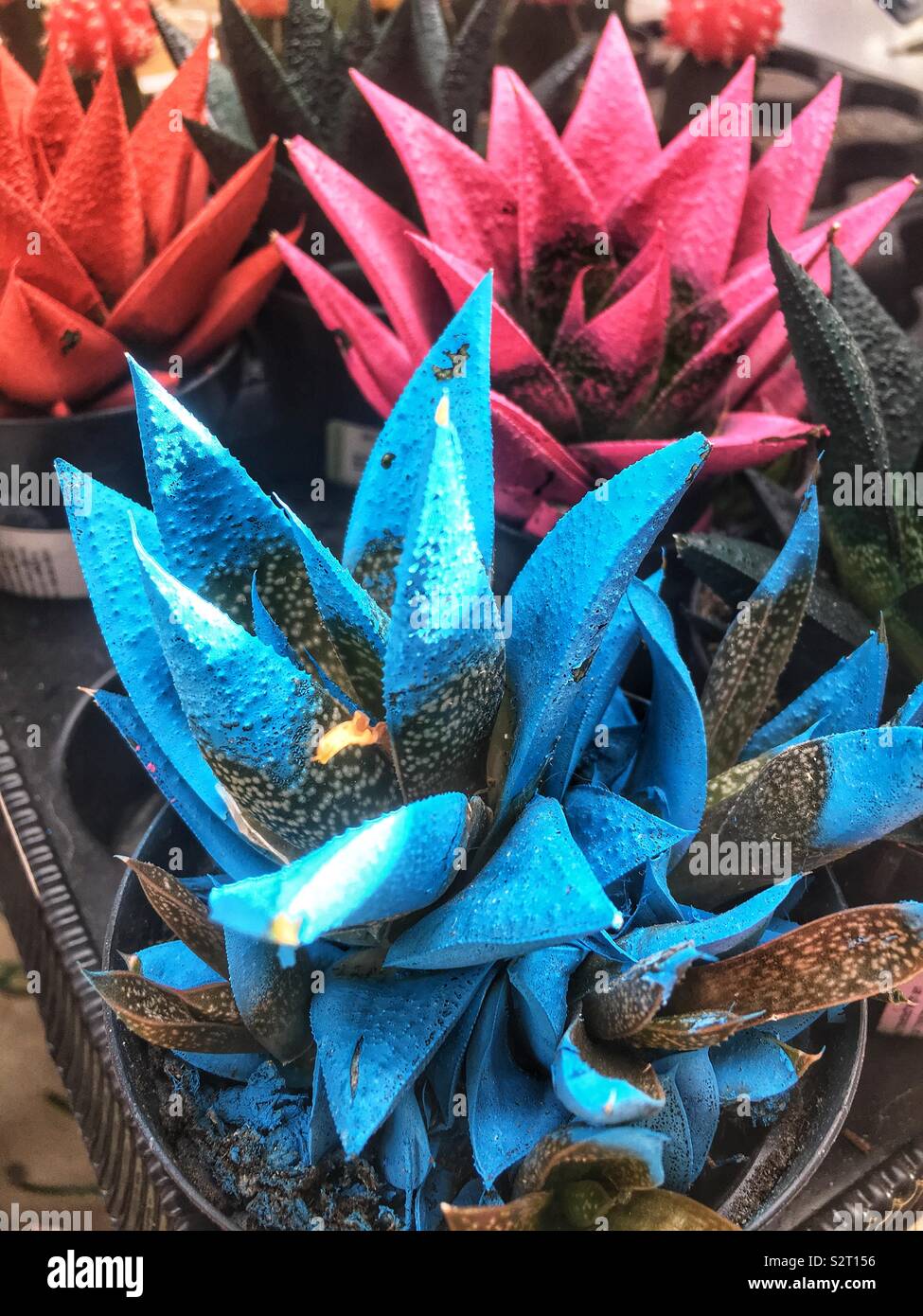 Vasi di piante succulente dipinte di un blu brillante. Foto Stock