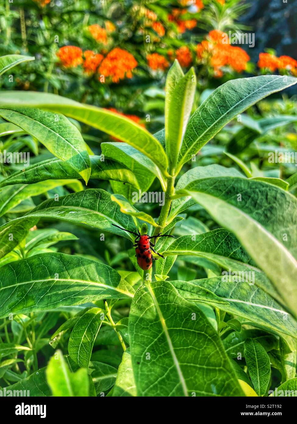 Un piccolo insetto rosso salendo su un impianto. - Immagine stock catturata con smartphone